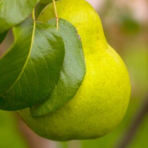 I/O Pear Trees