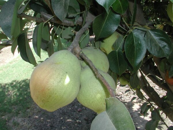 Kieffer Pear Tree. Self-fertile. Coarse, crisp, juicy, white flesh. 400 chill hours. Zones 4-9.