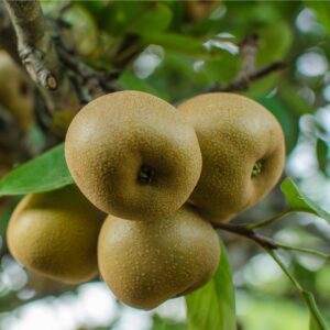 Korean Giant Asian Pear Tree - 5-6'