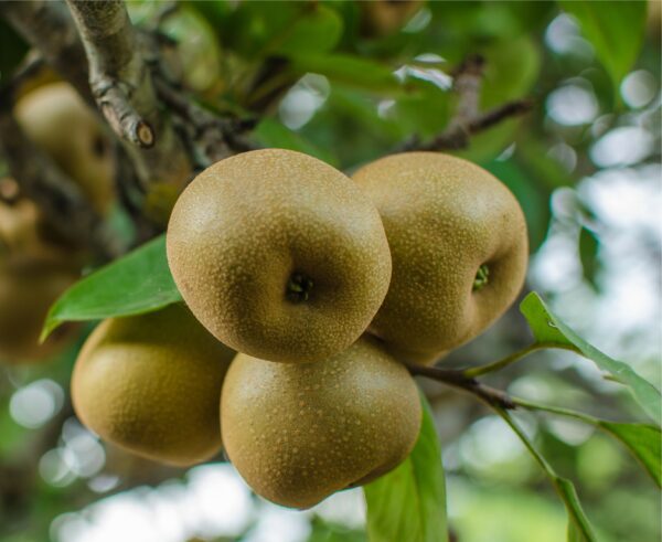 Korean Giant Asian Pears_shutterstock_208961998