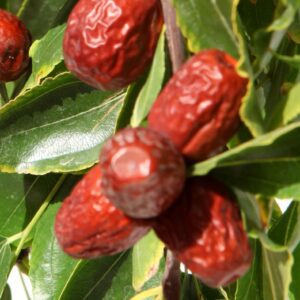 Lang Jujube Tree