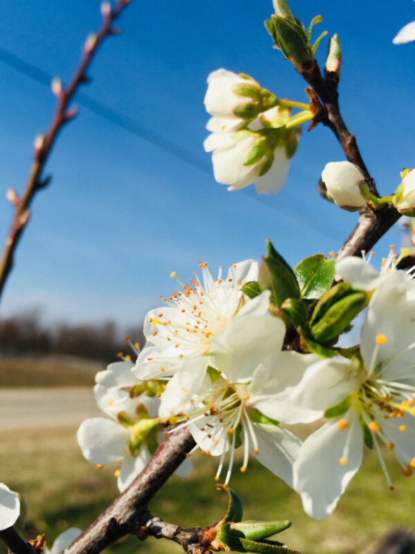 Methley,Plum,Flowers