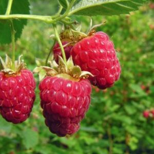 Raspberry Plants