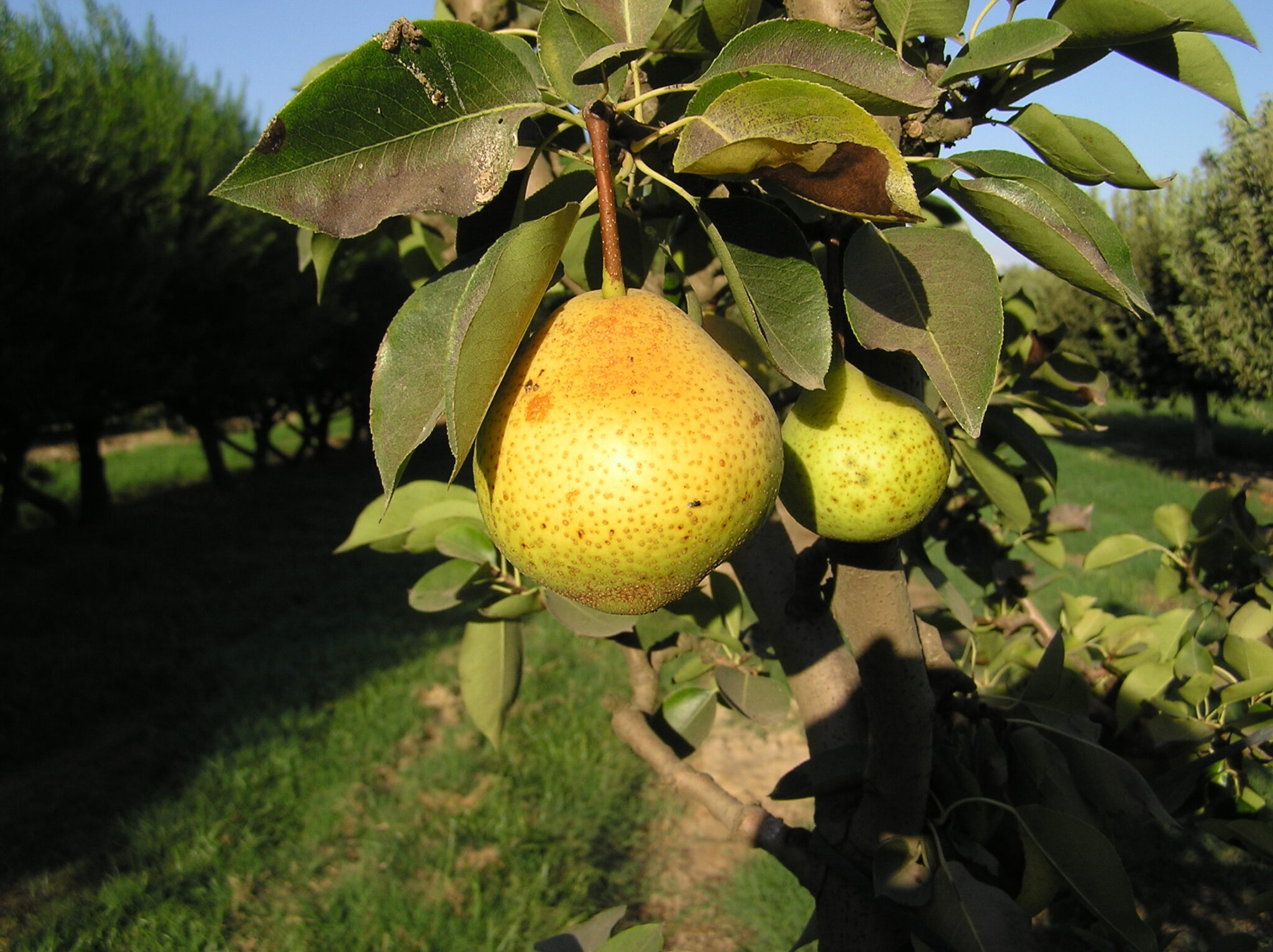 Orient Pear Tree. Large firm fruit. Flesh is juicy, melting and creamy. Good texture. Blight resistant. 350 chill hours. Zones 5-8