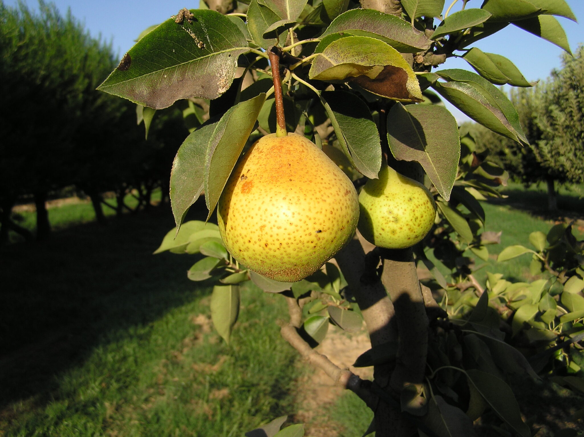 Honeycrisp Apple Tree  Ison's Nursery & Vineyard