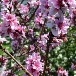 Bonfire Patio Peach Tree