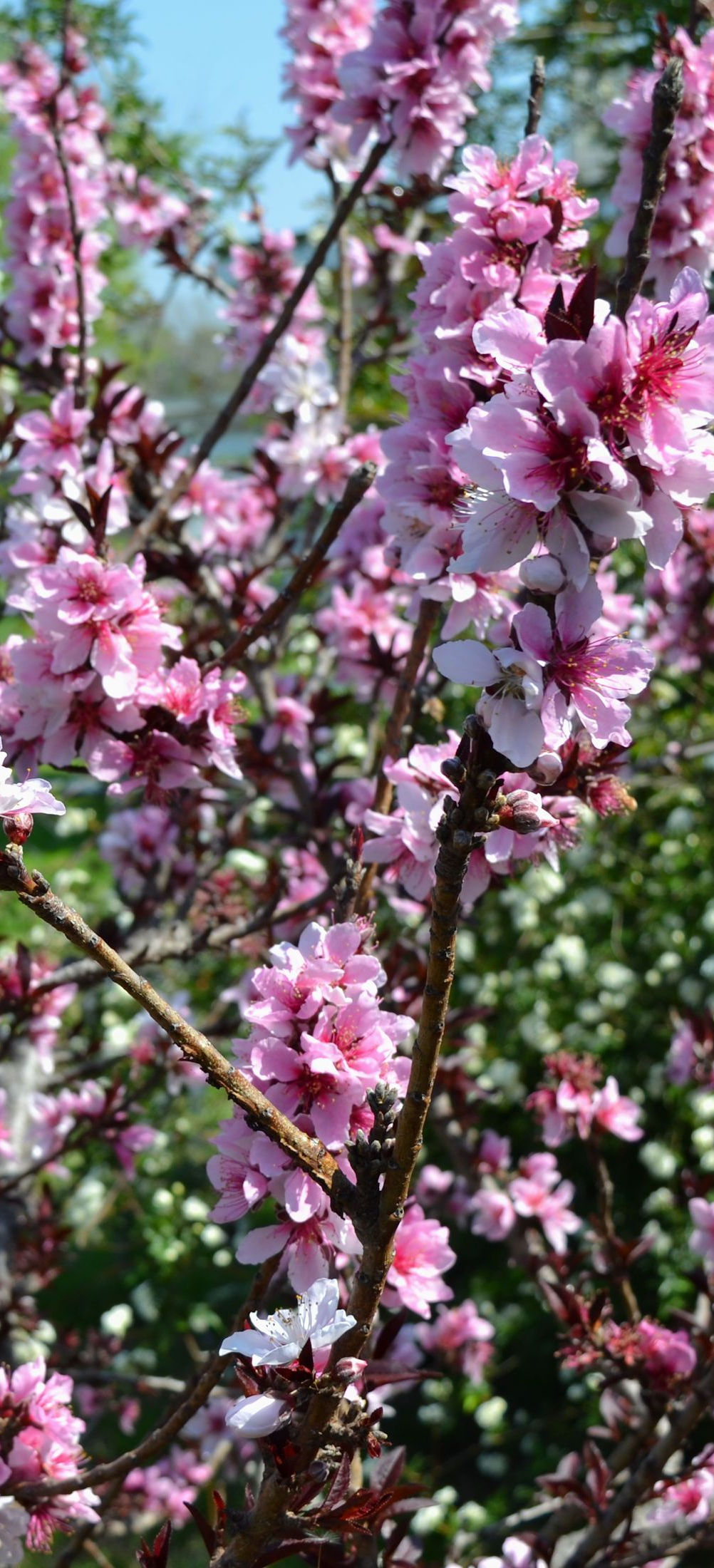 Bonfire Patio Peach Tree