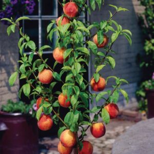 Southern Flame Patio Peach. Produces large fruit with yellow skin overspread with red. Firm, crisp, melting, yellow flesh. Freestone with great aroma. 400 chill hours. Zones 5-9.