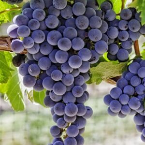 Seeded Bunch Grape Vines
