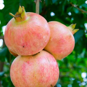 Salavatski Pomegranate. Salavatski is One of Our Most Requested Varieties! Very large pale red fruit, with red arils and sweet/tart juice. Very cold hardy and very productive. Ripens late Sept. Zones 6-9.