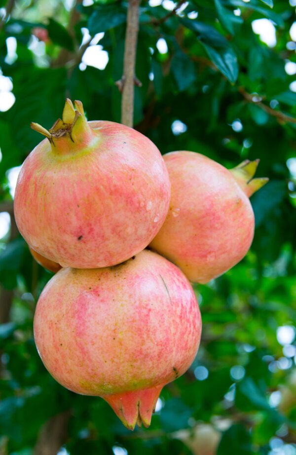 Salavatski Pomegranate. Salavatski is One of Our Most Requested Varieties! Very large pale red fruit, with red arils and sweet/tart juice. Very cold hardy and very productive. Ripens late Sept. Zones 6-9.