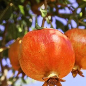 Salavatski Russian Pomegranate Tree 2-4'