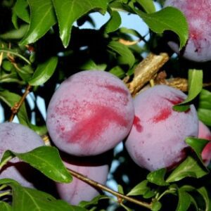 Santa Rosa Plum Tree- 5-6'