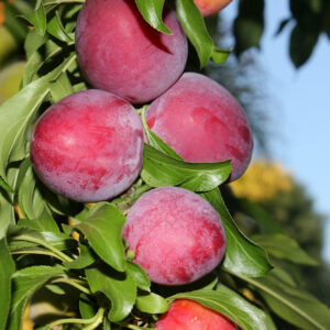Santa Rosa Plum Tree