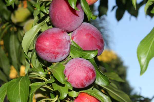 Santa,Rosa,Plum,Tree,With,Fruits,,Prunus,Salicina,`santa,Rosa`,