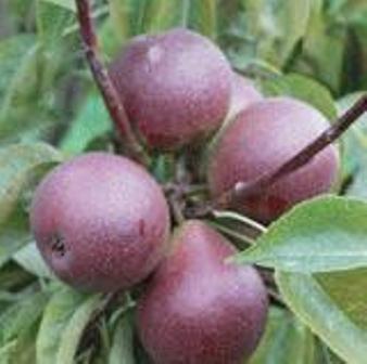 Seckel Pear Tree. Small to medium size. Extraordinary flavor. Also known as sugar pear. Ripens late Sept. 500 chill hours. Zones 5-8