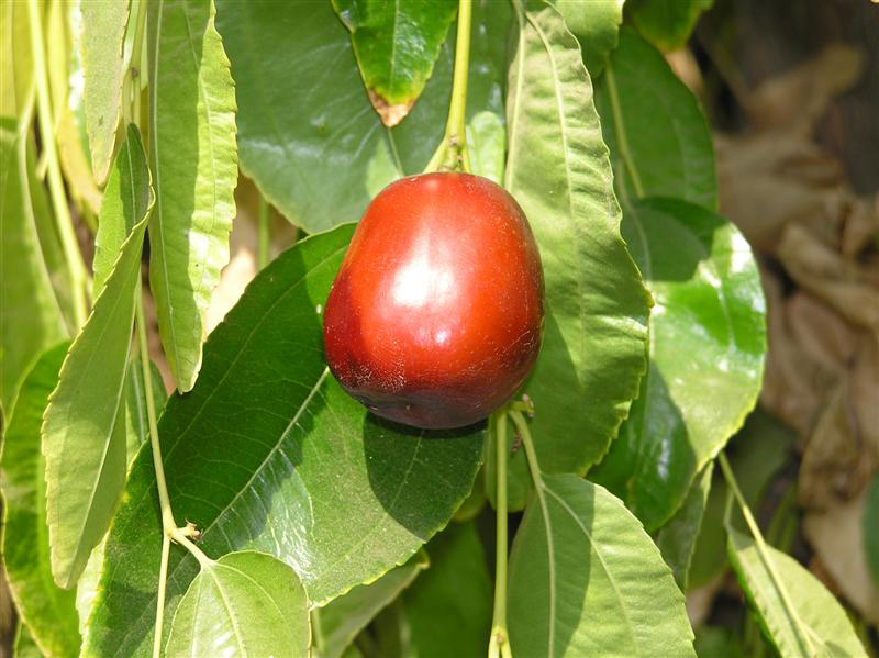 Ripe jujube fruit, commonly called Chinese dates. (submitted photo) APR10