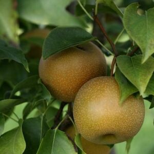 Asian Pear Trees