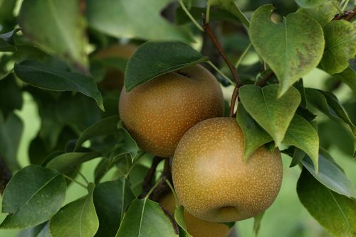 Organic Shinko Asian Pears, Fruits