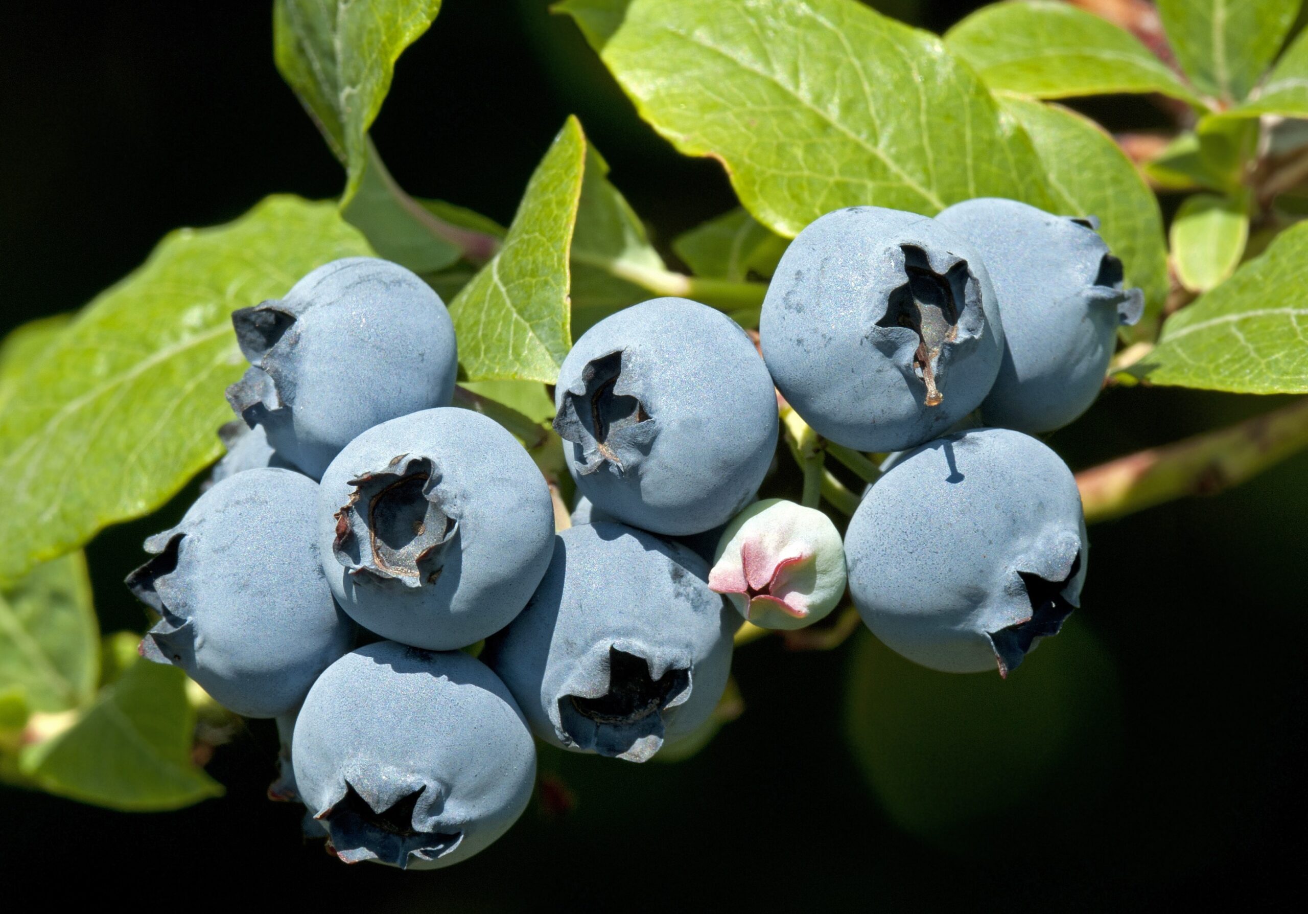 Star High-bush Blueberry. Very large fruit. sweet flavor and firm. Ripens early season. Zones 6-9.