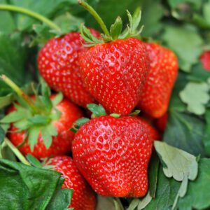 Strawberry Plants