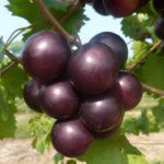 Supreme Muscadine