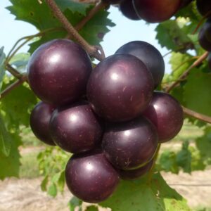 Muscadines