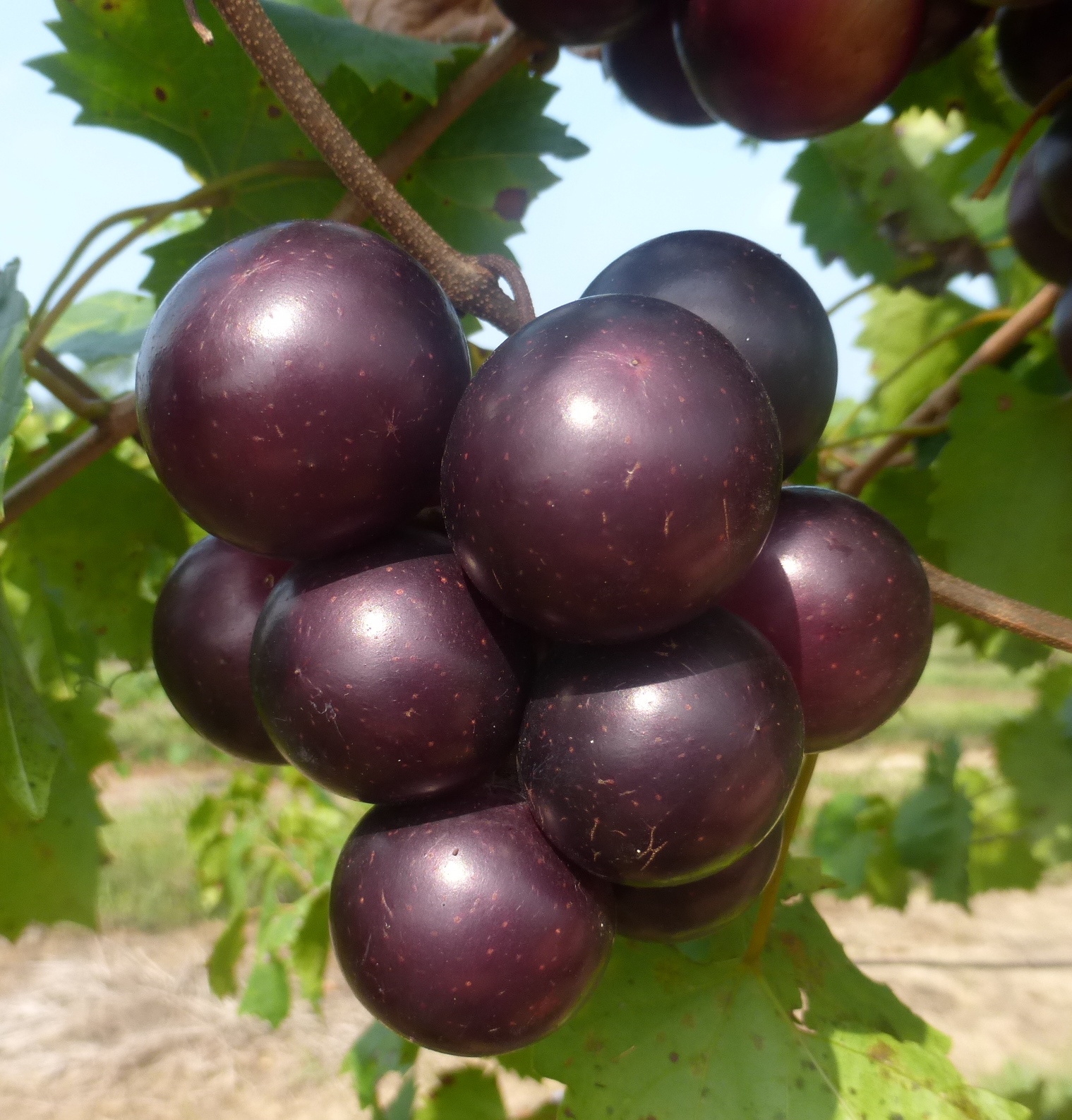 Muscadines