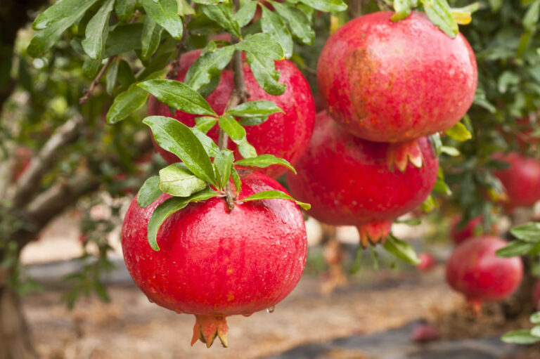 Bala miursal russian pomegranate tree 2 4 ison s nursery vineyard