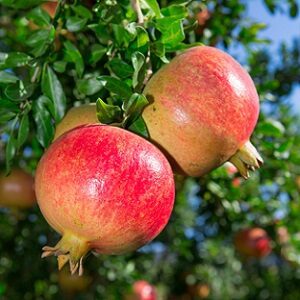 Pomegranates