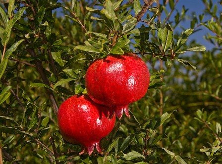 Wonderful Pomegranate Tree. Very large and famous pomegranate. Grows to 18' and ripens in Sept. 150-200 chill hours. Zones 5-9.