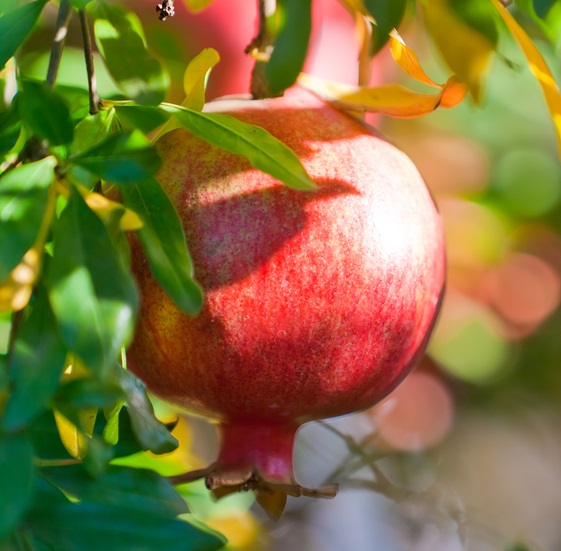 Wonderful Pomegranate Tree. Very large and famous pomegranate. Grows to 18' and ripens in Sept. 150-200 chill hours. Zones 5-9.