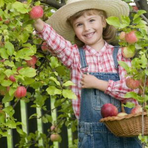 Fruit Trees