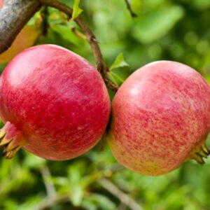 Russian Pomegranates