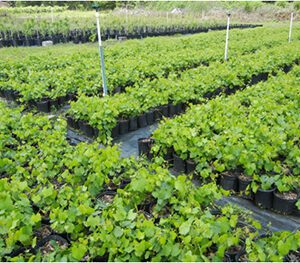 muscadines muscadine isons potted nursery match mix ison
