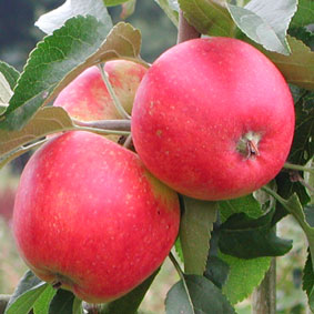 Pink Lady Apple Tree