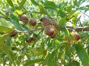 Sawtooth Oak Tree