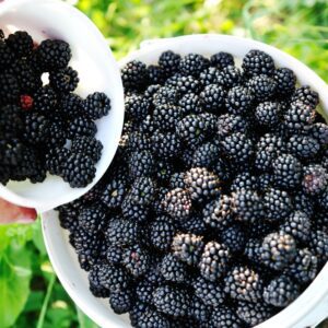 Blackberry Plants