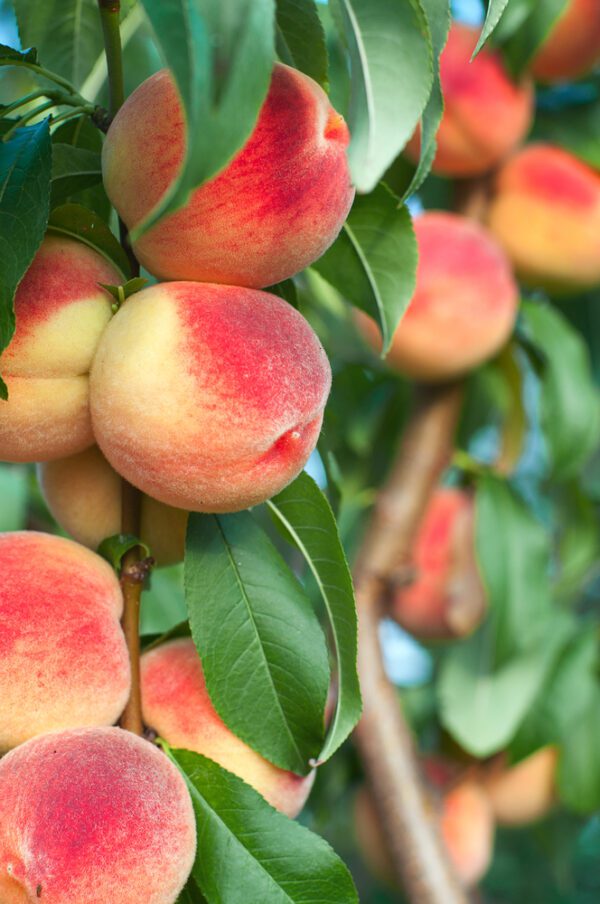 Bonanza Patio Peach Tree. Produces delicious peaches. Perfect for containers. Only grow to 5-6'. 450 chill hours. Zones 5-9.