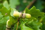 White Oak Tree Great for Deer