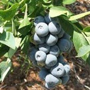 Krewer Rabbiteye Blueberry Plant