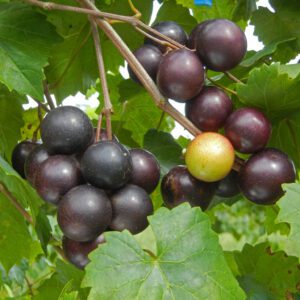 Sweet Mix  "NEW" Muscadine