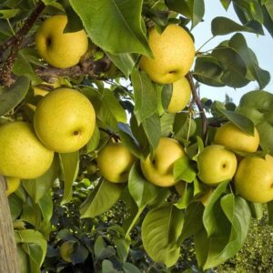 Shenseiki Asian Pear Tree