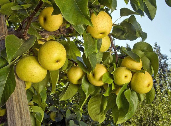 Asian shop pear tree