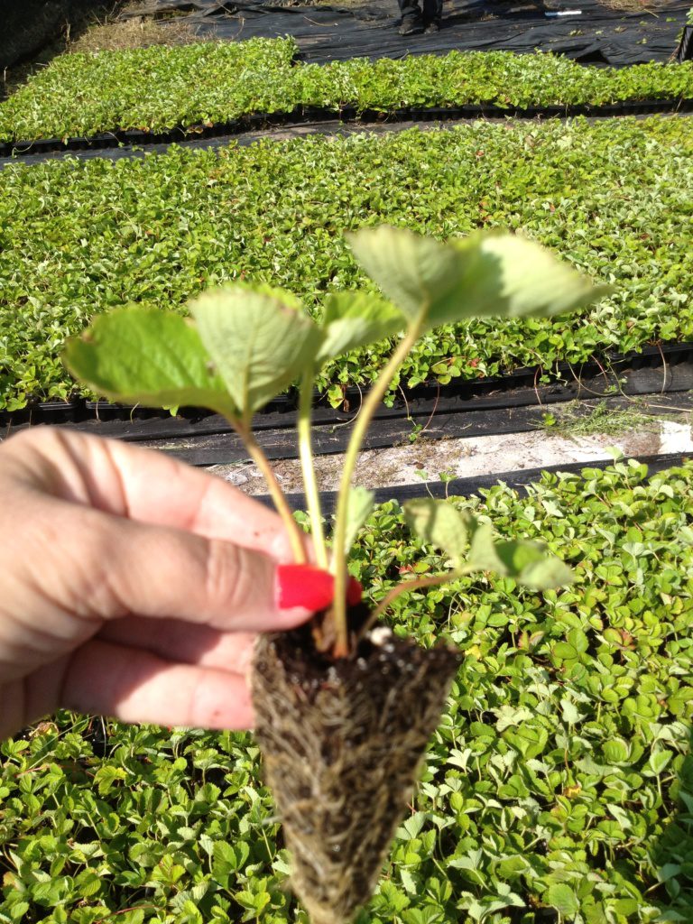 Chandler Strawberry Plugs Ison's Nursery & Vineyard