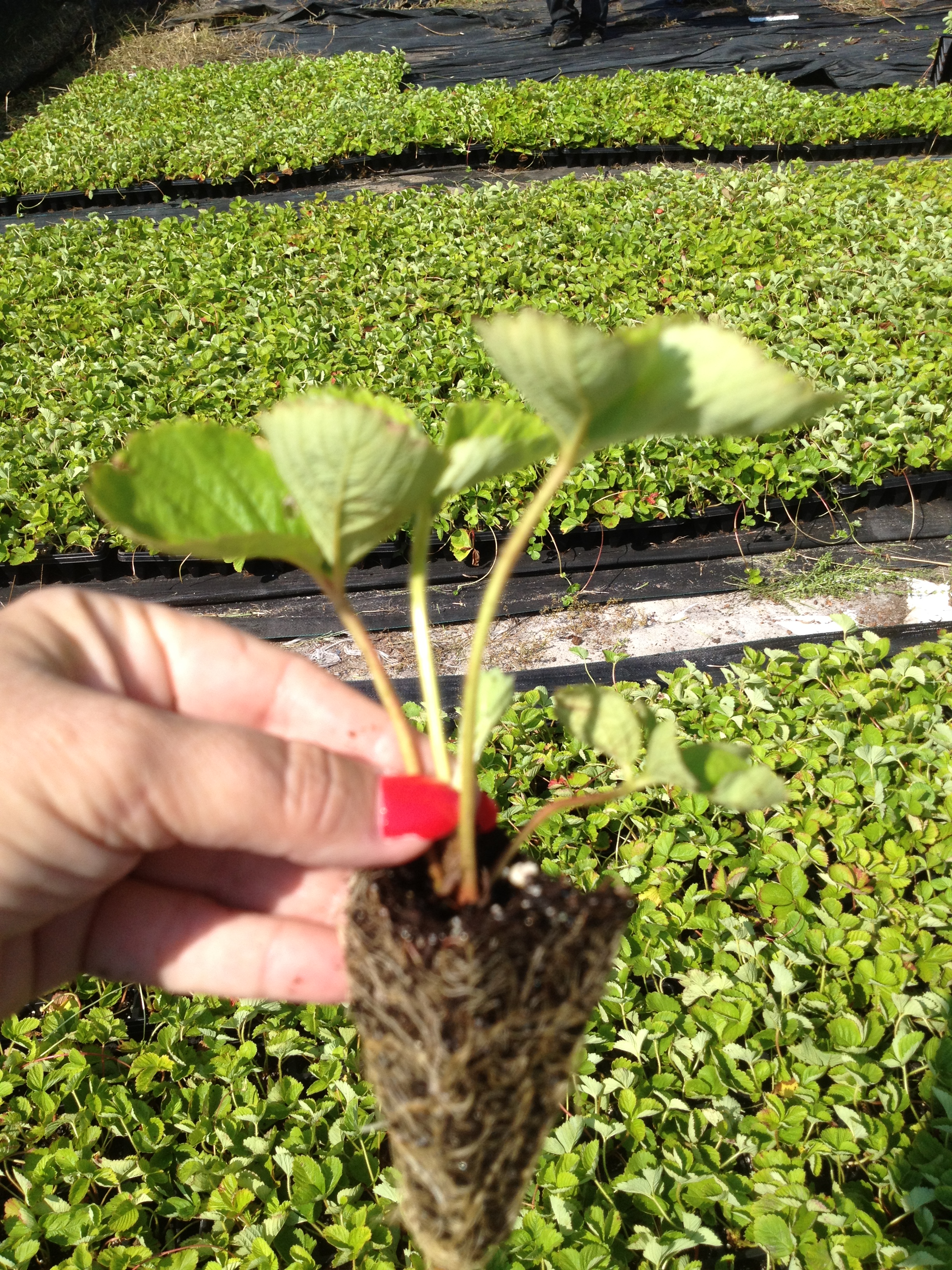 Chandler Strawberry Plugs Ison S Nursery Vineyard Category Strawberry Plugs