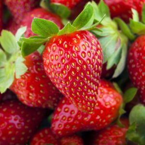 Chandler Strawberry Plugs
