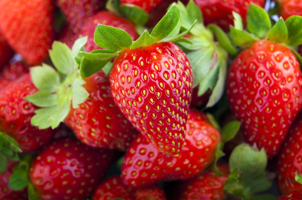 The Tradition of Ison’s Ison�s Nursery &amp; Vineyard