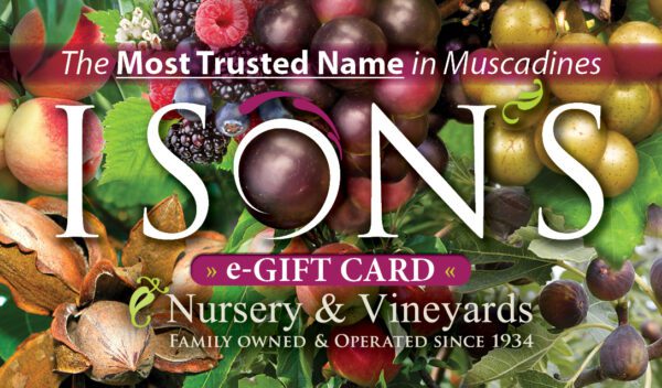 Ison-Gift Card-A