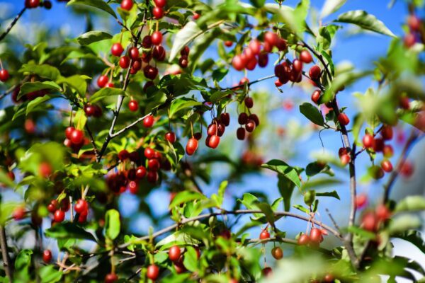 Goumi Berry_shutterstock_1158926377